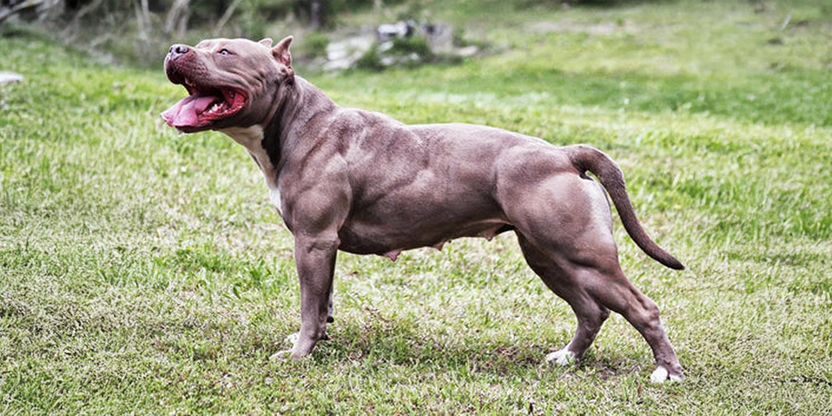 dog muscle building supplements au