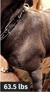Review dog image after