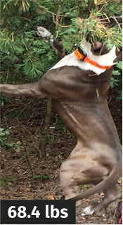Review dog image after