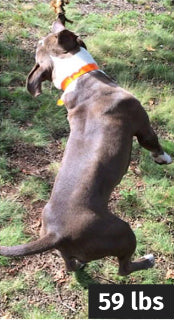 Review dog image before