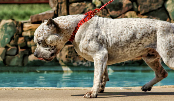 dog supplements, australia, muscle building bully max for dogs