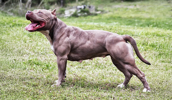 dog muscle building supplements au