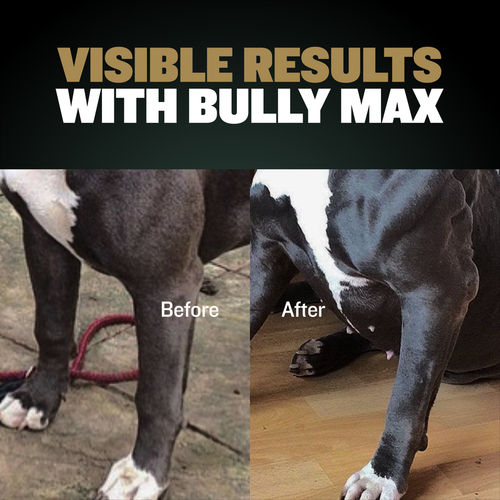 Bully Max Muscle Builder for Dogs - Australia official website – Bully ...