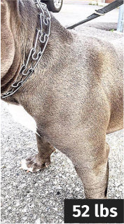 Review dog image before