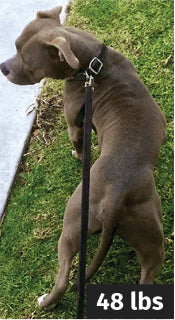 Review dog image before